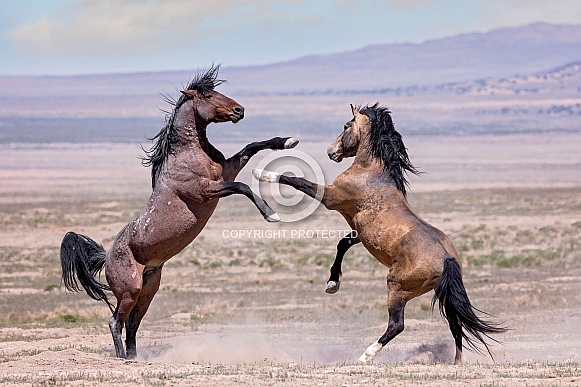 Wild Horse— Onaqui Mountains, Utah Wild Horse— Onaqui Mountains, Utah