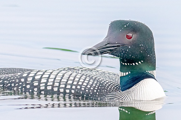 Common Loon (Gavia immer)