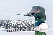 Common Loon (Gavia immer)
