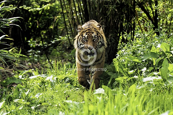 Sumatran Tiger Walking Towards Camera Through Foliage