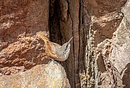 Canyon Wren