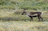 The reindeer or caribou (Rangifer tarandus)