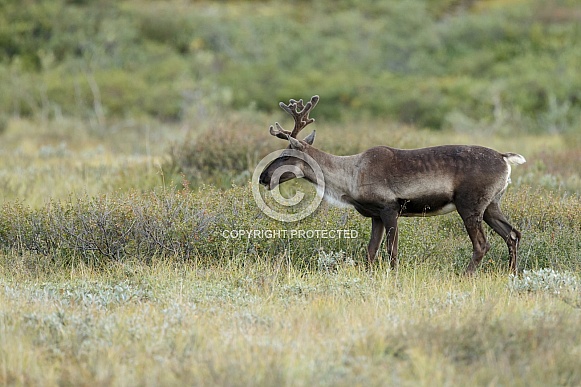 The reindeer or caribou (Rangifer tarandus) The reindeer or caribou (Rangifer tarandus)