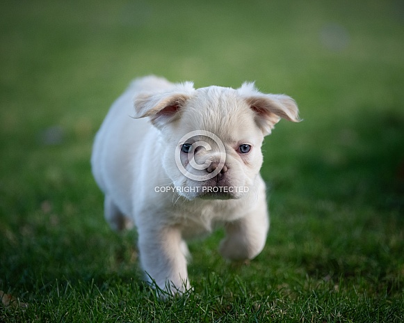 Mixed French breed bulldog puppy in the grass Mixed French breed bulldog puppy in the grass