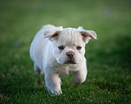 Mixed French breed bulldog puppy in the grass