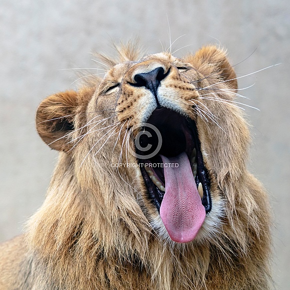 Lion (panthera leo)