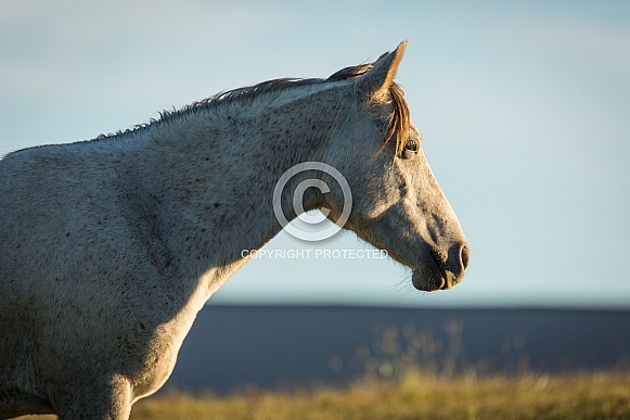 Gray Horse Gray Horse