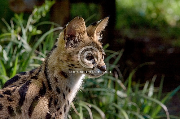 Serval