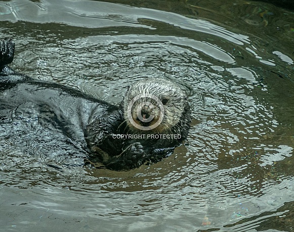 Sea Otters