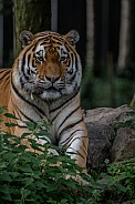 Amur Tiger
