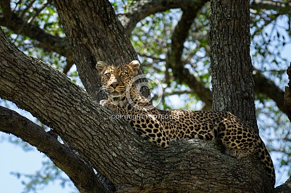 Female leopard looking down from a tree