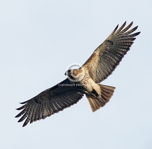 Red Tailed Hawk