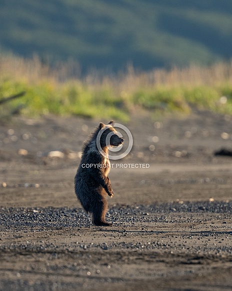 Bear cub standing on his hind legs