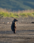 Bear cub standing on his hind legs