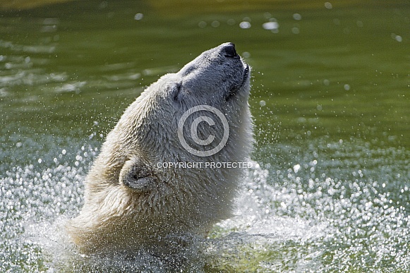 Polar Bear in Water Polar Bear in Water