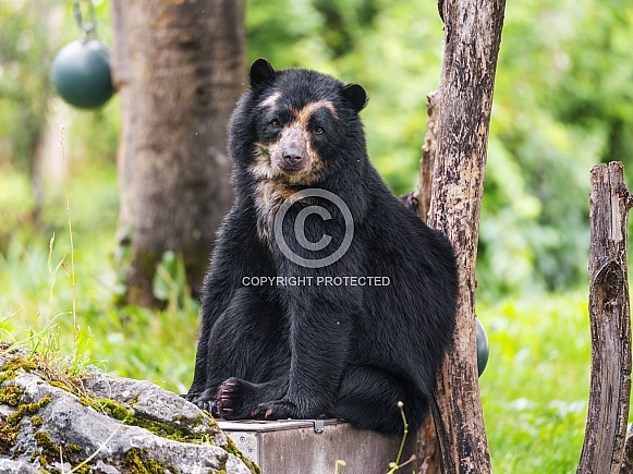 Spectacled bear Spectacled bear