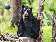 Spectacled bear