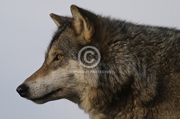 european wolf