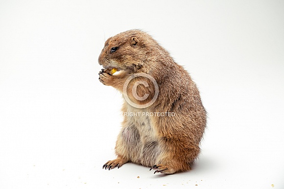 Black Tailed Prairie Dog on White Background