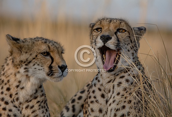 Cheetahs