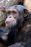 Chimpanzee (Pan troglodytes)