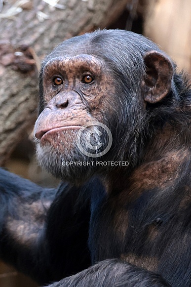 Chimpanzee (Pan troglodytes)