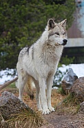Yellowstone Wolf Standing 02