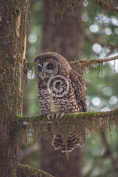 Northern Spotted Owl (Strix occidentalis caurina)