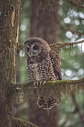 Northern Spotted Owl (Strix occidentalis caurina)