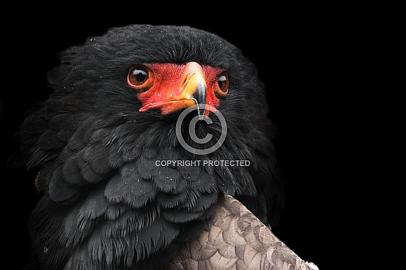 Bateleur Eagle Close Up Black Background