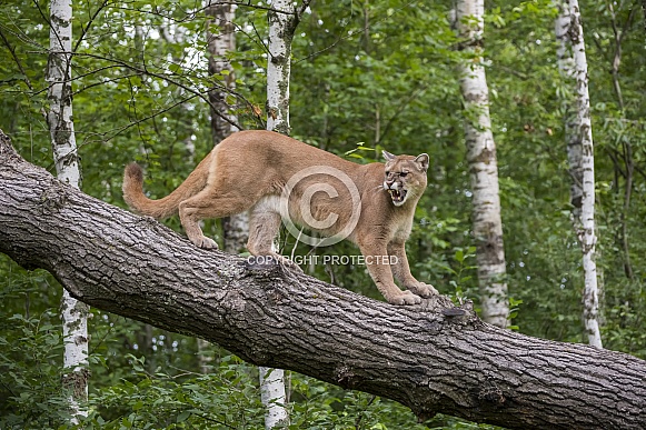 Mountain Lion