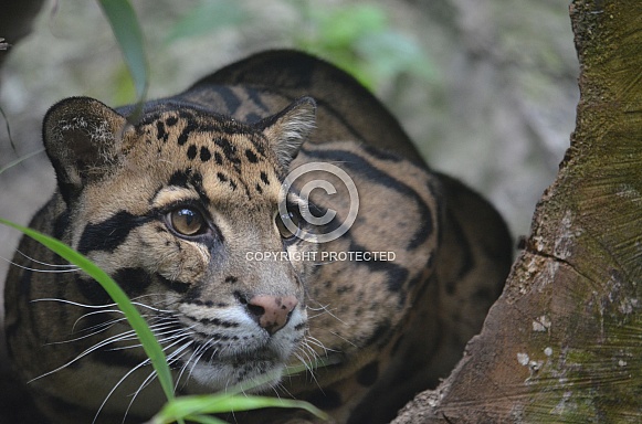 Clouded leopard