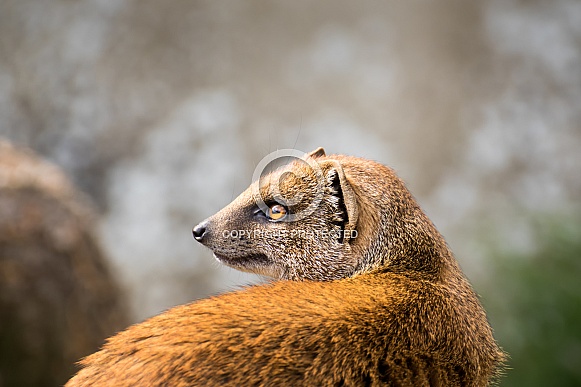 Yellow Mongoose Yellow Mongoose