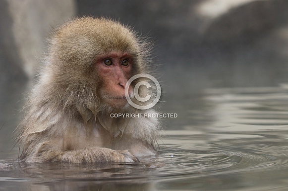 Snow monkey in hot spring