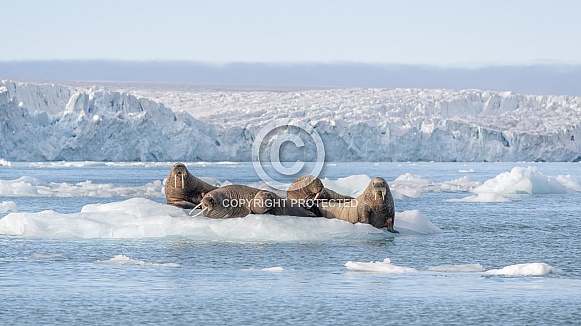 Walrus