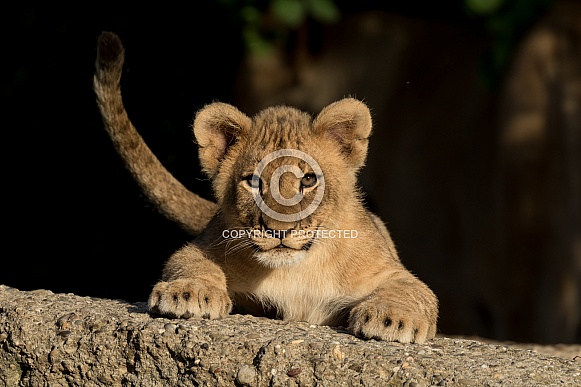 African Lion Cub African Lion Cub