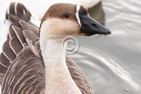 Goose
