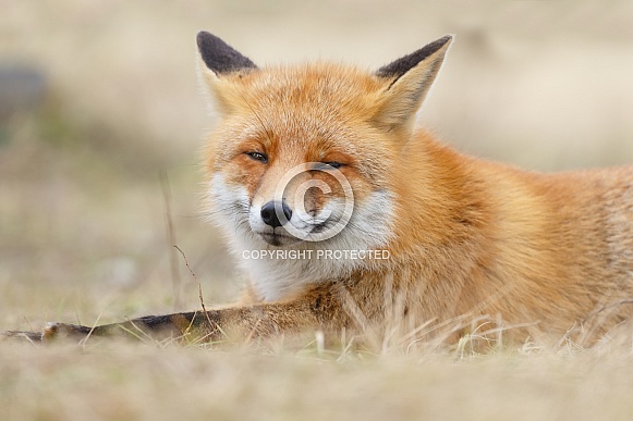 Red fox Red fox