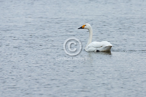 The whooper swan (Cygnus cygnus), also known as the common swan