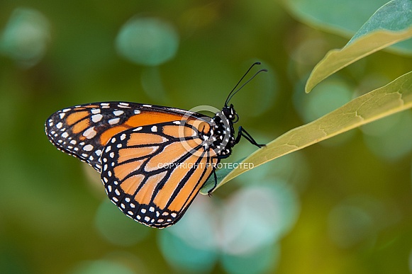 Monarch Butterfly