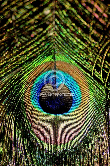 Indian Peacock Closeup (Pavo cristatus)