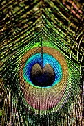 Indian Peacock Closeup (Pavo cristatus)