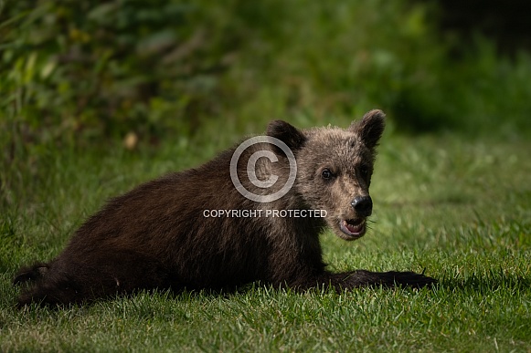 Bear cub taking a break in the grass Bear cub taking a break in the grass