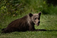 Bear cub taking a break in the grass