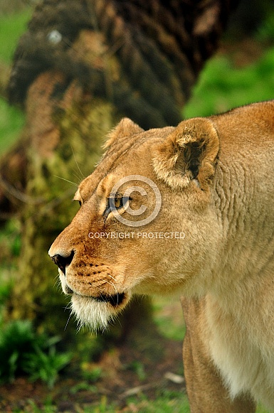 Lioness (Panthera Leo