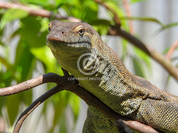 Mertens' water monitor