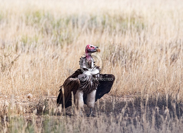 Lappet-faced Vulture