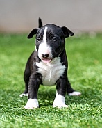 Mini bull terrier puppy standing in the grass
