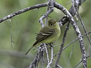 Western or Pacific Slope Flycatcher