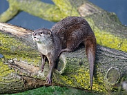 Small clawed otter
